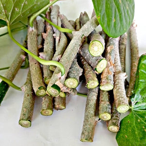 Giloy (Guduchi)