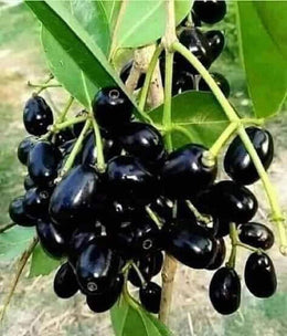 Jamun (Java Plum)