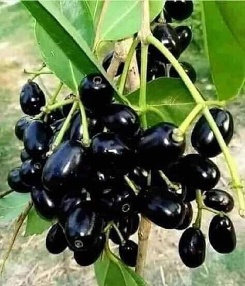Jamun (Java Plum)