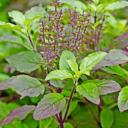 Tulsi (Holy Basil)