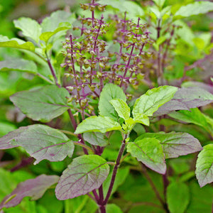 Tulsi (Holy Basil)